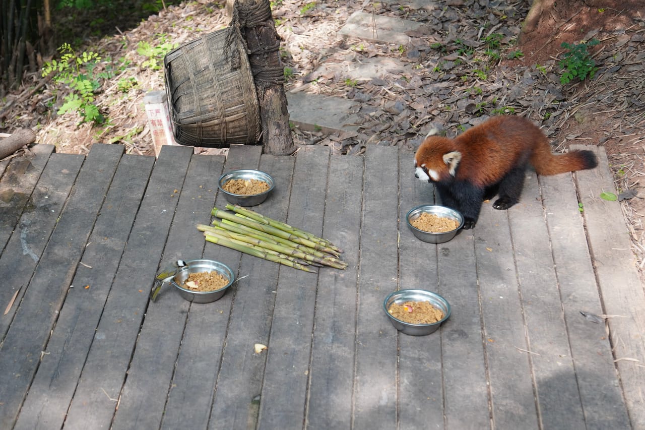 A red panda staring at a bird perched atop its feeding bowl.